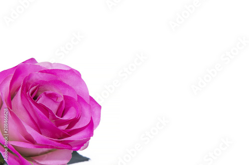 pink rose flower isolated on white