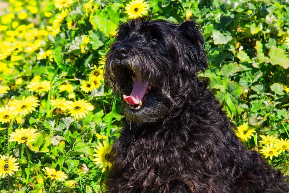 dog in the field of daisies
