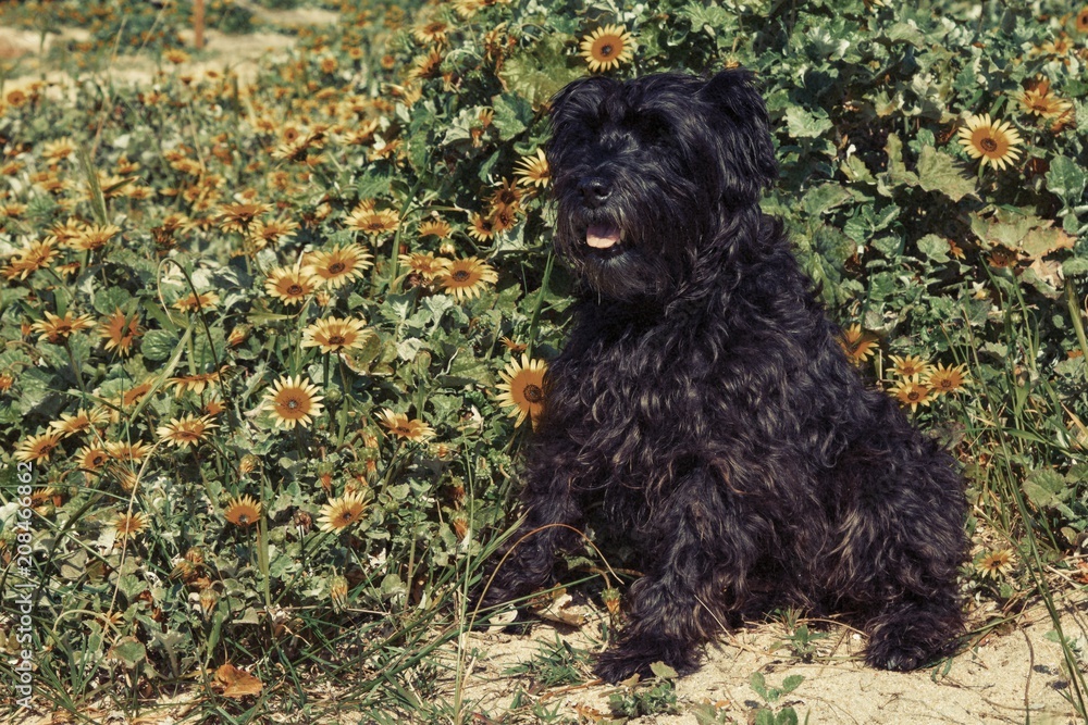 dog in the field of daisies
dog in the field of daisies