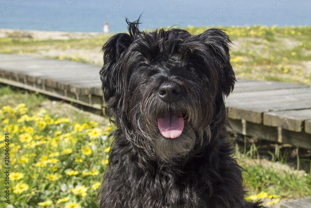 black schnauzer dog with beach background