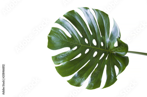 tropical palm tree green leaf isolated
