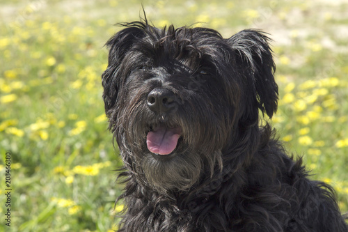 black schnauzer dog in the garden with daisies