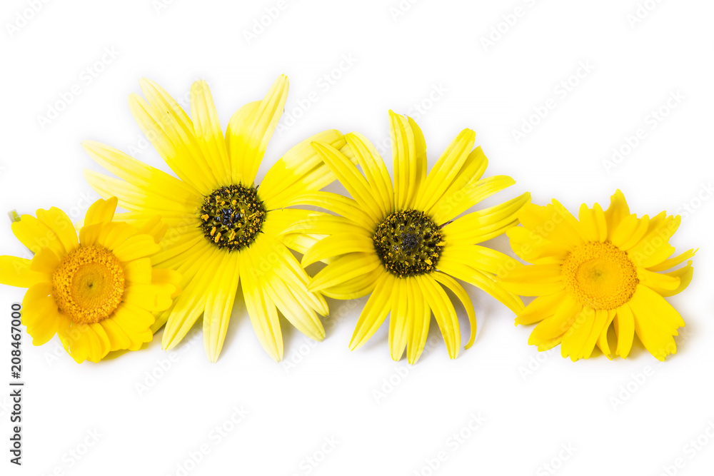 Obraz premium daisies isolated on white