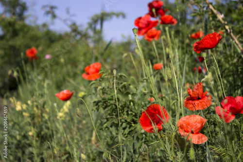 A red poppy blooms in the field on a clear day against the background of trees. Field plants
