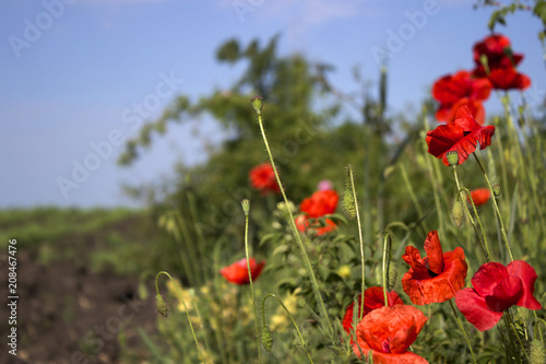 Fototapeta Naklejka Na Ścianę i Meble -  A red poppy blooms in the field on a clear day against the background of trees. Field plants