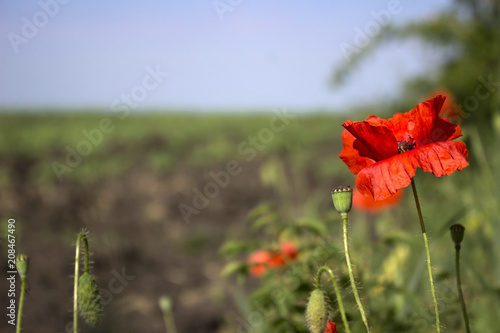Fototapeta Naklejka Na Ścianę i Meble -  A red poppy blooms in the field on a clear day against the background of trees. Field plants