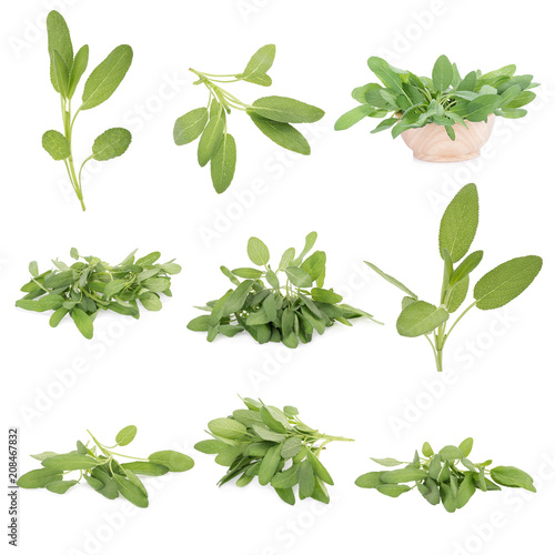 Sage plant iisolated on a white background