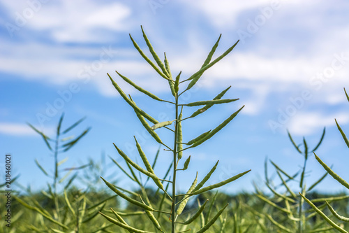 a branch of rapeseed, with full pods of beans, against a blue sky background