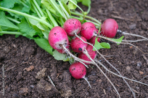 a bunch of radishes on the soil