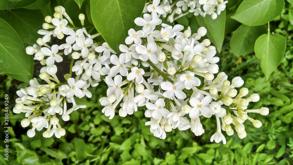 Fototapeta premium The beginning of the summer - white lilac blooms