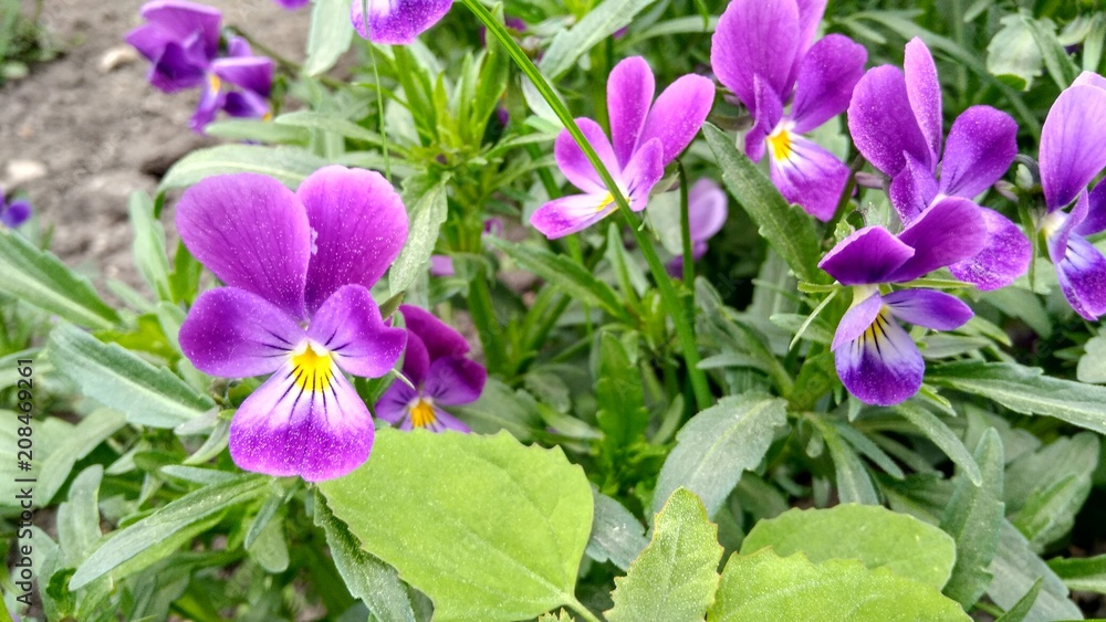 Pansies - flowers for front garden