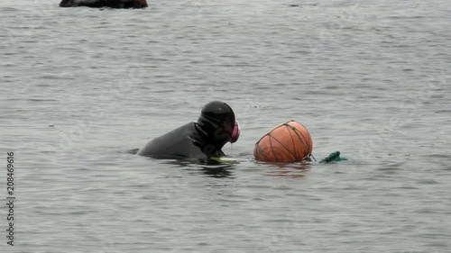 Traditional Women-Divers at Jeju Island, also Called as Haenyeo, Gathering Shell-fish in the Sea photo