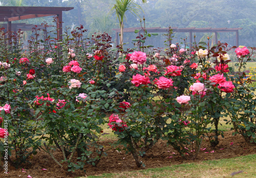 Roses in bloom in National Rose Garden, New Delhi, India