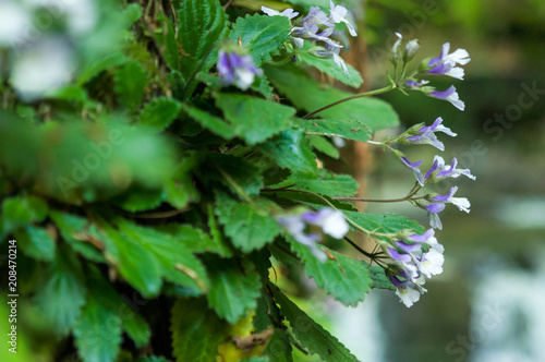 Rare Haberlea rhodopensis photo