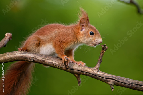 Eichhörnchen © JuergenL