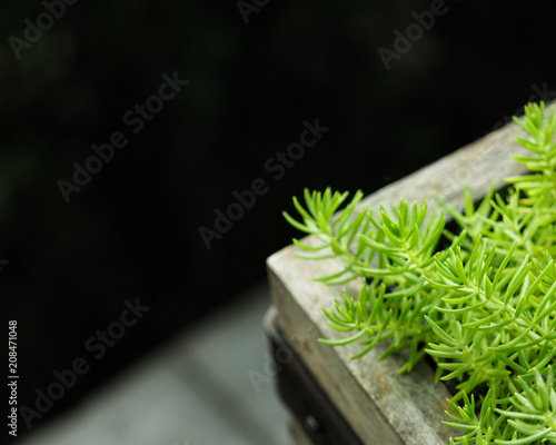 Wallpaper Mural Closeup natural little green lush plants on black background with copy space in garden. Copy space, selective focus. Torontodigital.ca