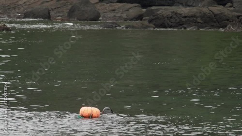 Traditional Women-Divers at Jeju Island, also Called as Haenyeo, Gathering Shell-fish in the Sea photo