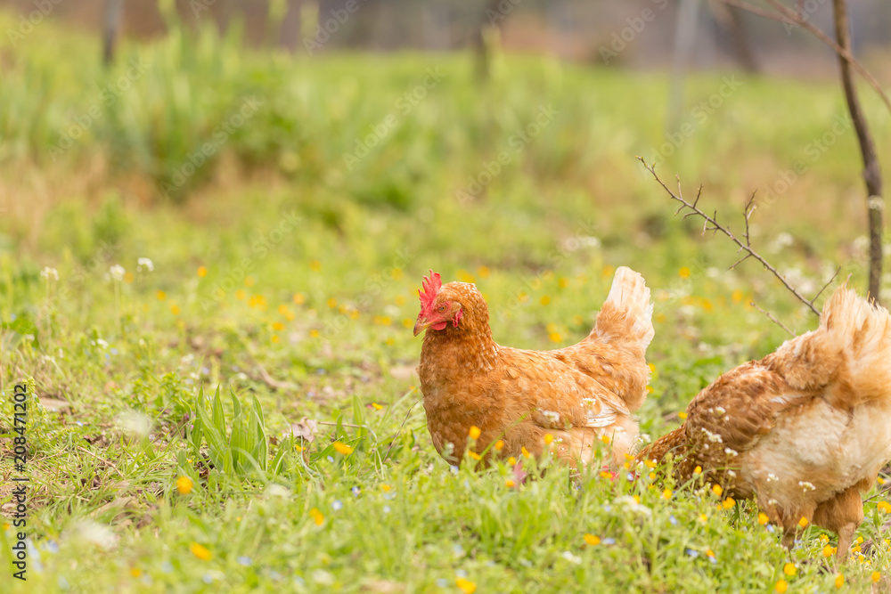 Fototapeta premium free range chichen in a meadow spring time