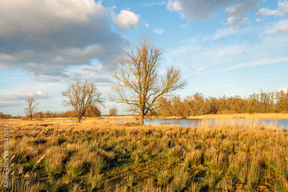 Dutch nature reserve during sunset Dutch nature reserve during sunset