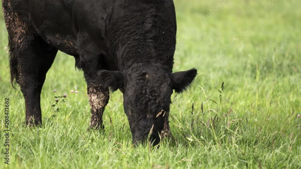 Barnyard lifestyle. Big black bulls with dirty legs and faces grazing on meadow and looking yummi grass for food in slow motion Barnyard lifestyle. Big black bulls with dirty legs and faces grazing on meadow and looking yummi grass for food in slow motion