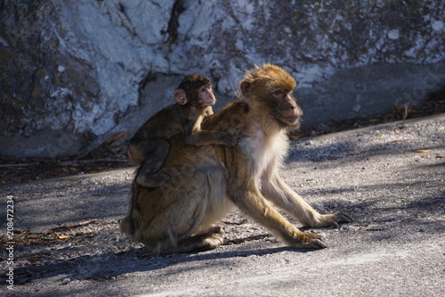 Cute monkey with a baby on the shoulders (Barbary macaque), Gibraltar, British Overseas Territory 