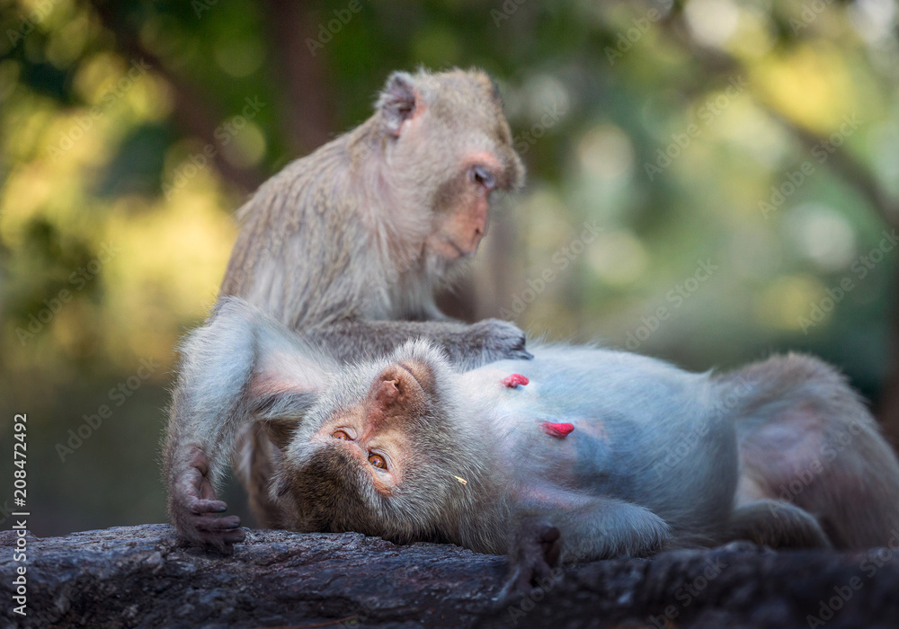 The family of monkeys in the wild. The family of monkeys in the wild.