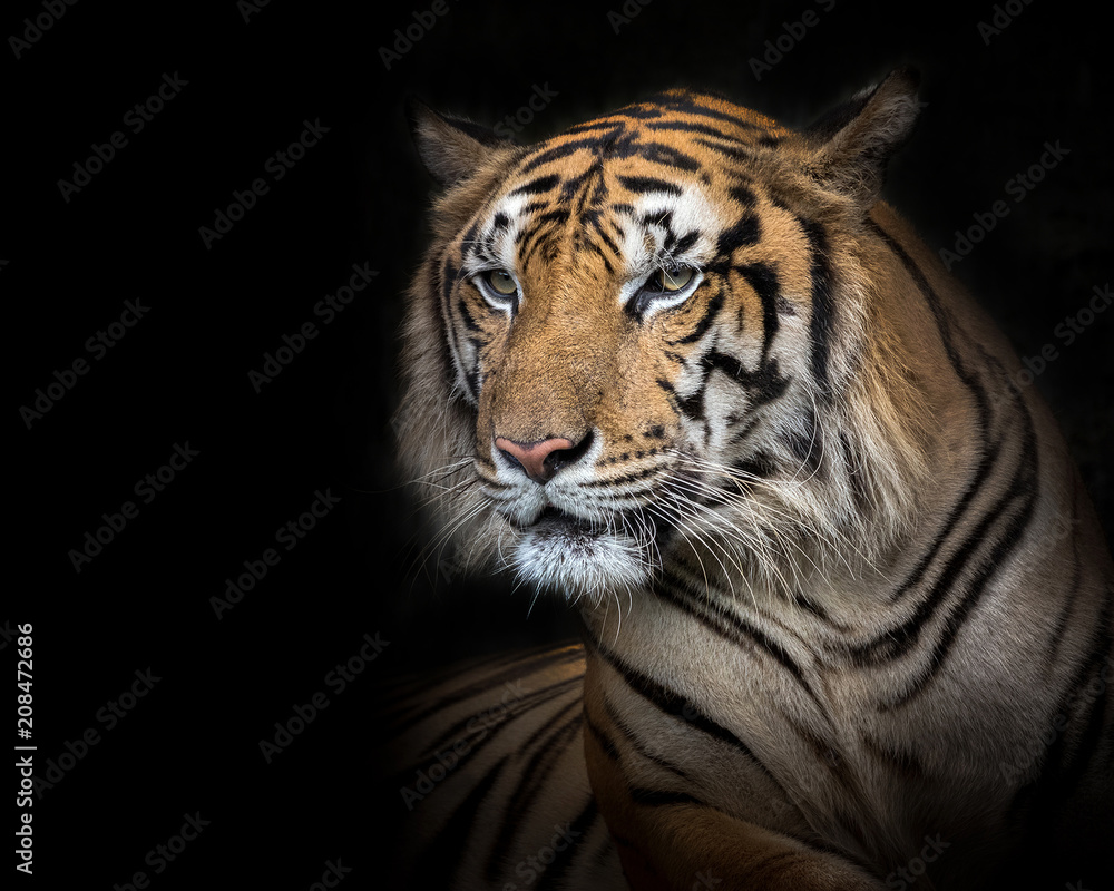 Sumatran tiger male on a black background.