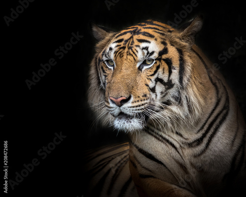 Sumatran tiger male on a black background. © MrPreecha