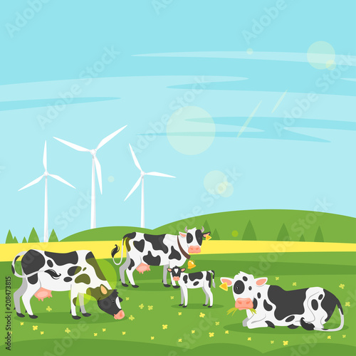 cows graze in a field 