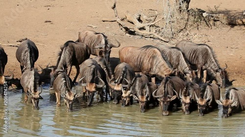 Herd of blue wildebeest (Connochaetes taurinus), drinking water, Mkuze game reserve, South Africa photo