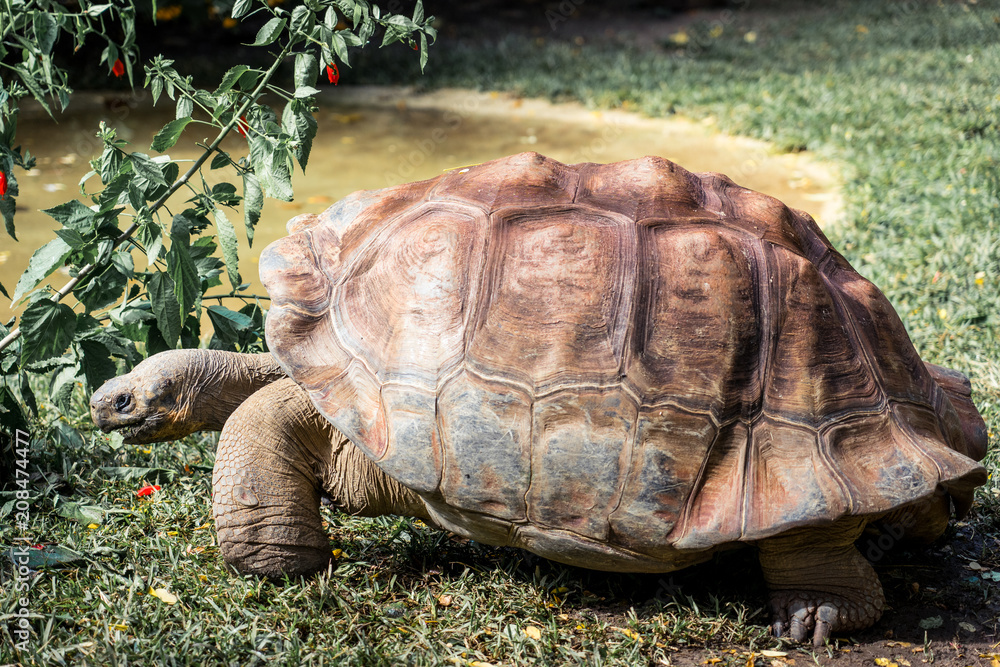 Fototapeta premium Big Turtle