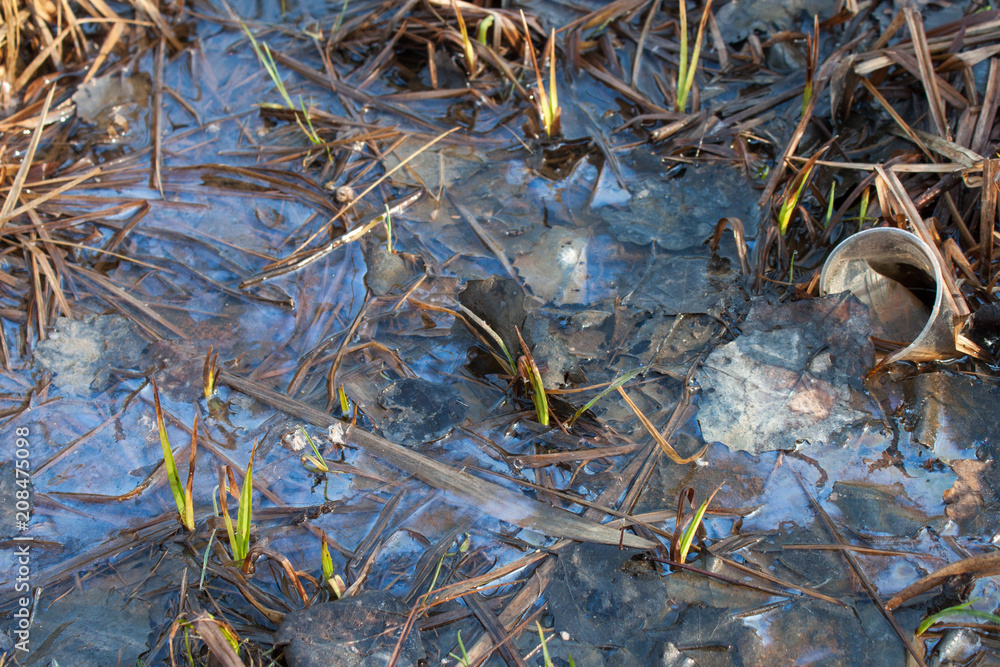 Swamp water in forest lake Swamp water in forest lake