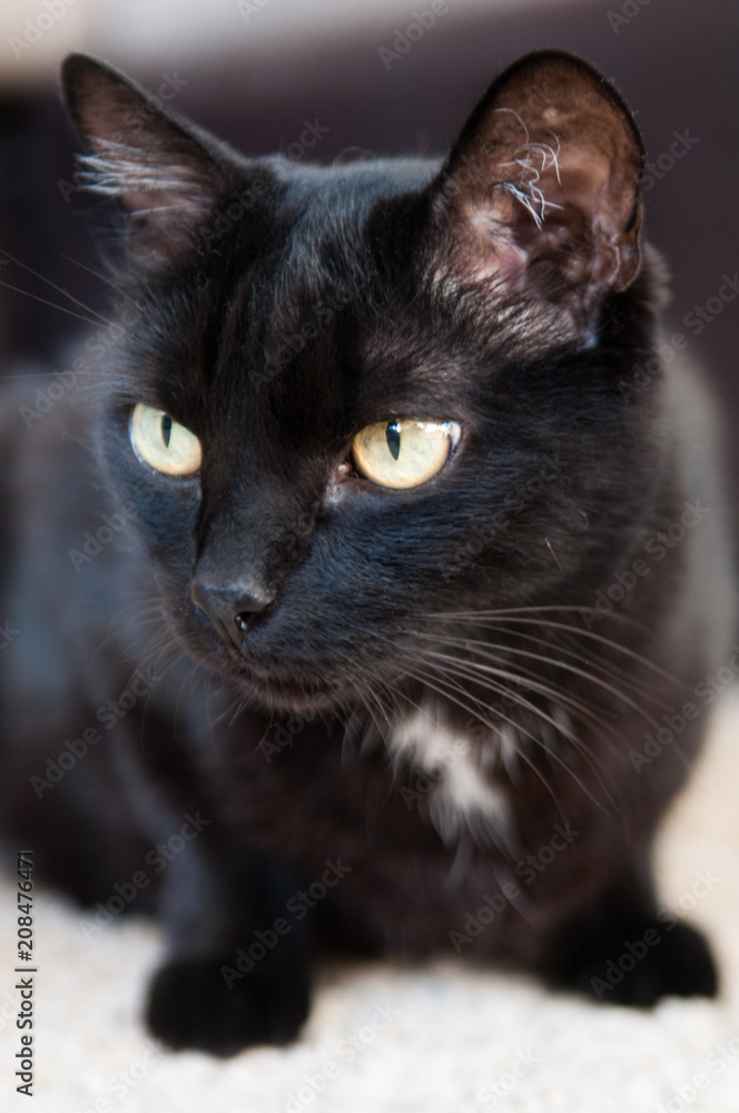 Black house cat lies on a light carpet