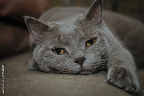A gray British cat is lying on the couch stretching his paw. Barnaul, Russia