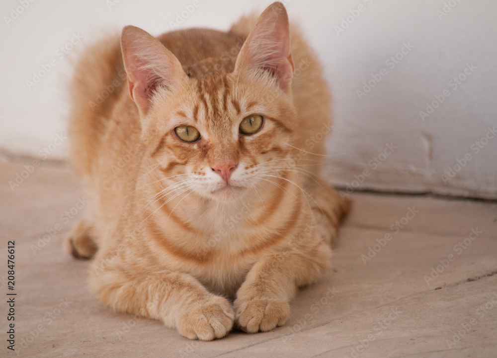  Portrait of a young, red cat. May 2018, Protaras, Cyprus