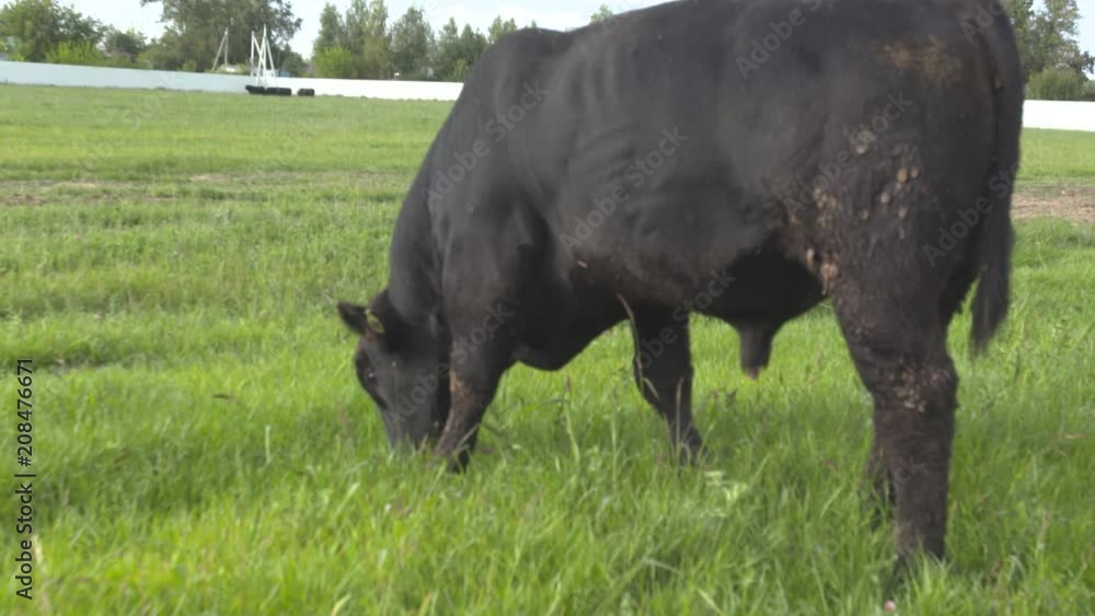 Ranch views. Grazing bulls on a grassland chewing fresh grass in slow motion. Daily farm