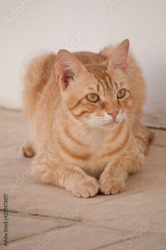 Portrait of a young, red cat. May 2018, Protaras, Cyprus