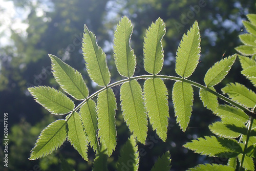 Obraz na plátně Sorbus aucuparia