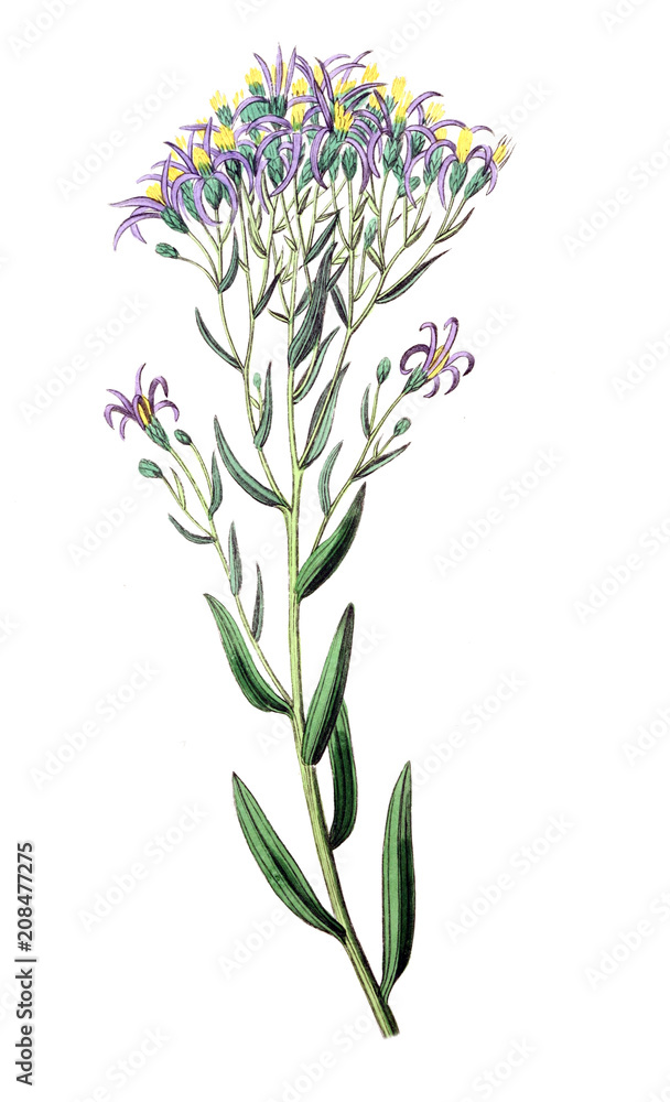 Fototapeta premium Illustration of plant