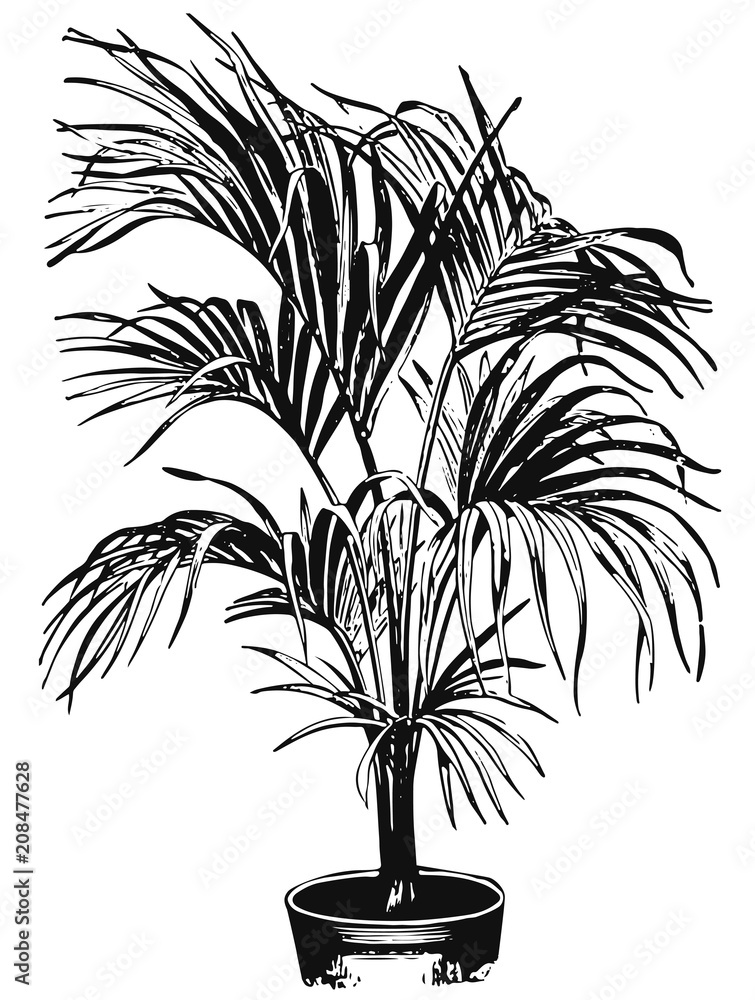 Kentia Palm - Howea forsteriana belmoreana #vector #isolated - Kentiapalme  Palme Stock Vector | Adobe Stock