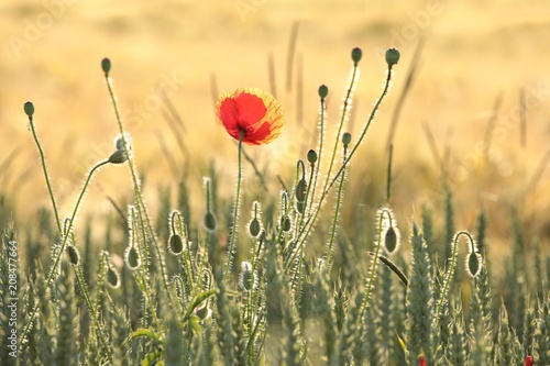 Fototapeta Naklejka Na Ścianę i Meble -  Poppy in the field at dawn