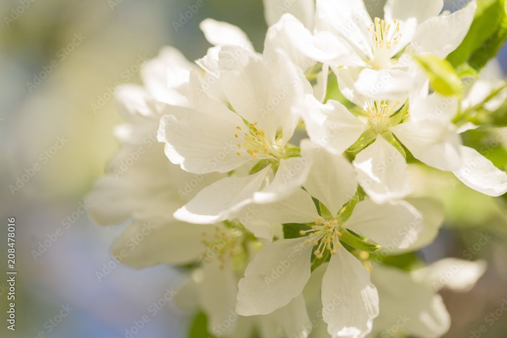 beautiful tree an Apple tree in flower on the green grass with the sun beautiful tree an Apple tree in flower on the green grass with the sun