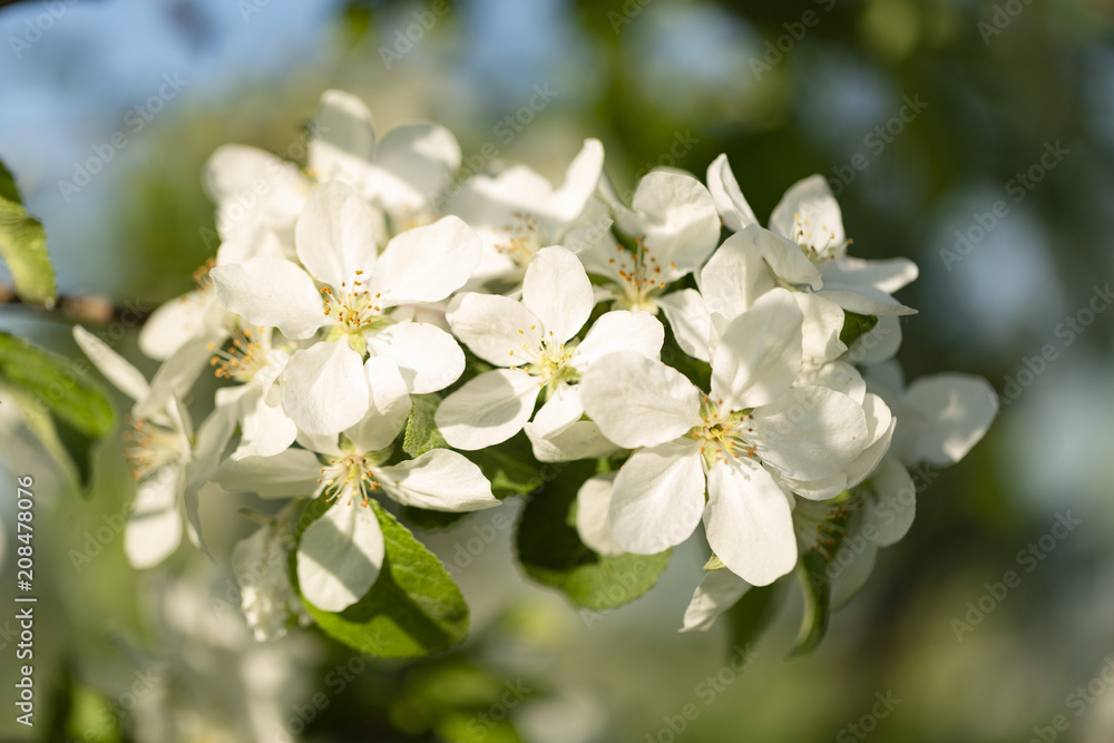 beautiful tree an Apple tree in flower on the green grass with the sun beautiful tree an Apple tree in flower on the green grass with the sun