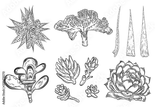 Set of house indoor plant. Set of hand drawn different cactuses in sketchy doodle style. Vector.