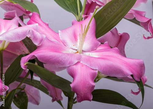 Close-up of pink liles flowers.  Common names for species in this genus include fairy lily rainflower zephyr lily magic lily Atamasco lily and rain lily. photo