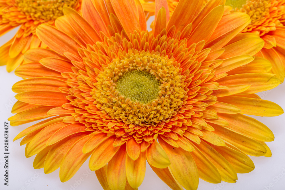 Subtle orange gerbera flowers on white background Subtle orange gerbera flowers on white background