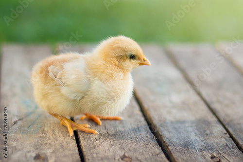 Little yellow chicken on a wooden floor. Growing and selling poultry_