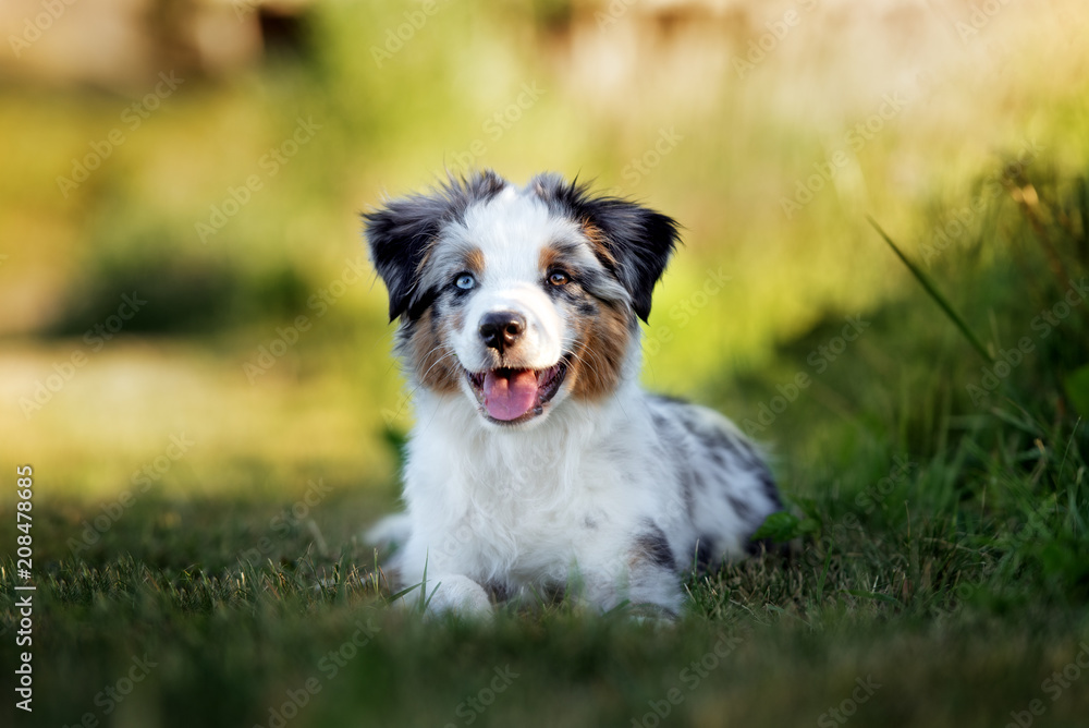 miniature american shepherd puppy outdoors in summer