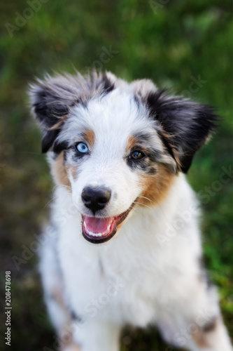 mini aussie puppy portrait outdoors