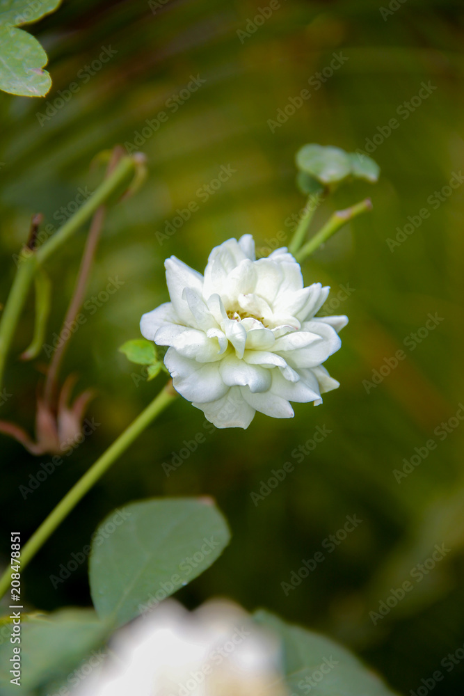 Obraz premium white rose